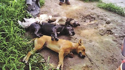 Los animales no 