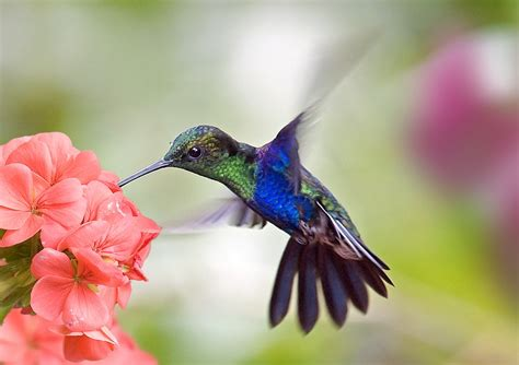 Santuario del colibrí