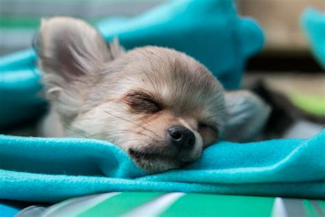 Mujer ataca a un perro con machete en Huejotzingo