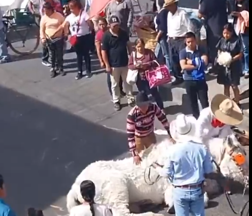 Indignación en Atlixco: caballo colapsa