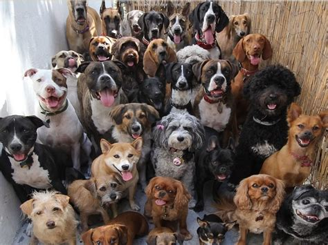 ¡Cuidado! Esta plaga puede ser letal para tu perro