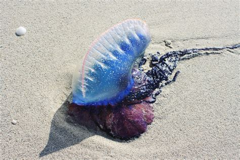 Aparece la peligrosa medusa