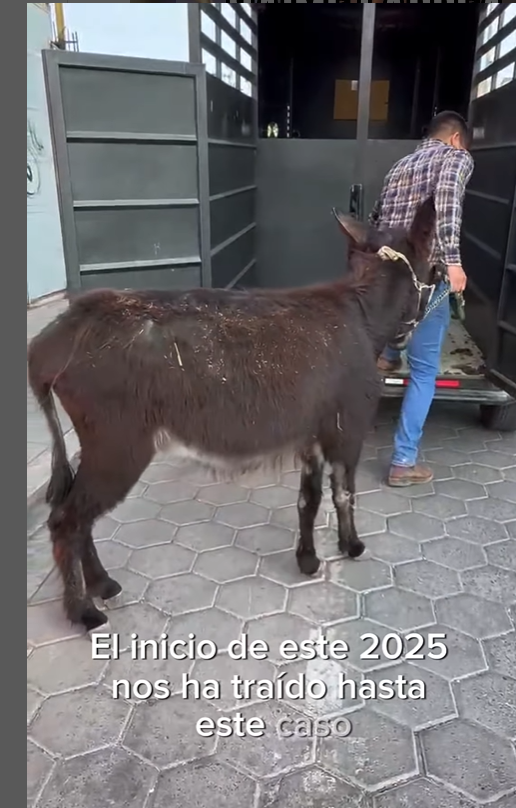 Rescate de una burrita