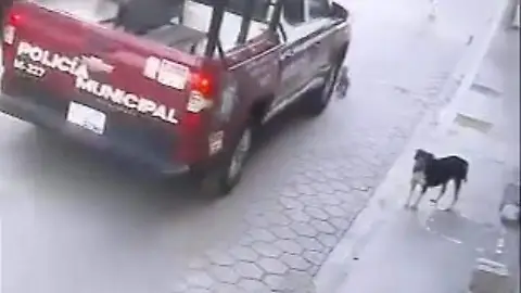 Patrulla Municipal atropella a felino 