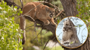 'Jorge' el puma es trasladado a Africam Safari