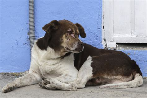 Vecinos exigen justicia por perritos atacados con machete