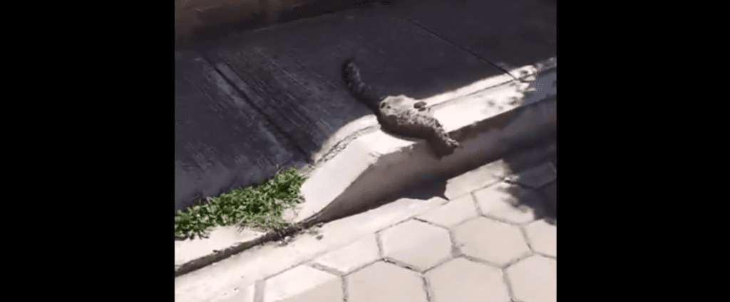Denuncian envenenamiento de cacomixtles en Zerezotla