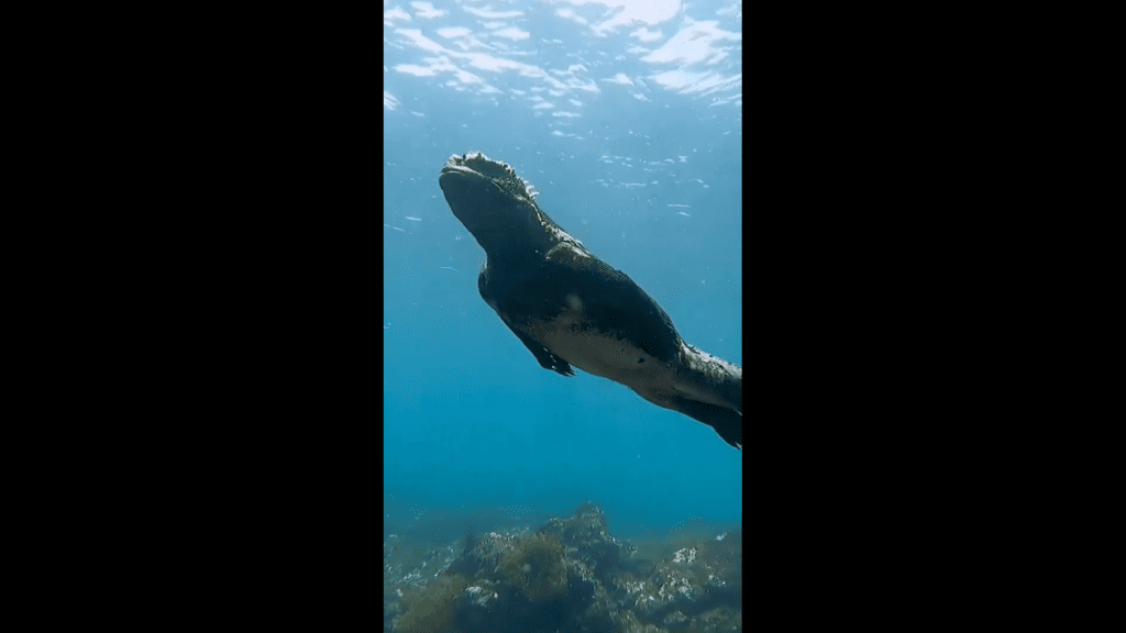 “Mini Godzilla”: La increíble criatura que sorprendió a las redes