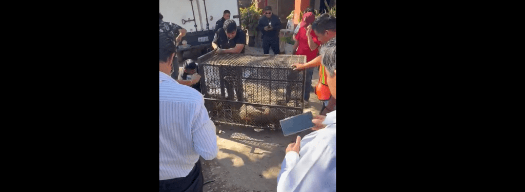 Así fue el rescate de ‘Jorge’ el puma en Santiago Miahuatlán, Puebla