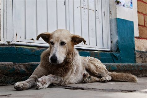 Denuncian envenenamiento masivo de perritos en Atlixco
