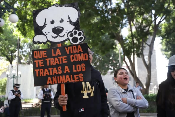 Gobierno de Alejandro Armenta NO refuerza la protección animal