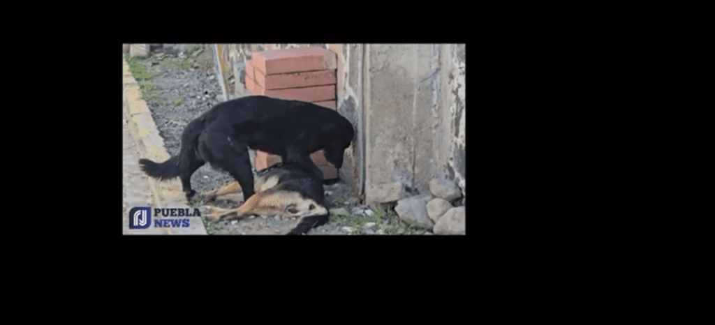 Perrito intenta revivir a su amigo envenenado en Puebla