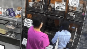 Cámaras de seguridad captan robo de dos perros pomerania