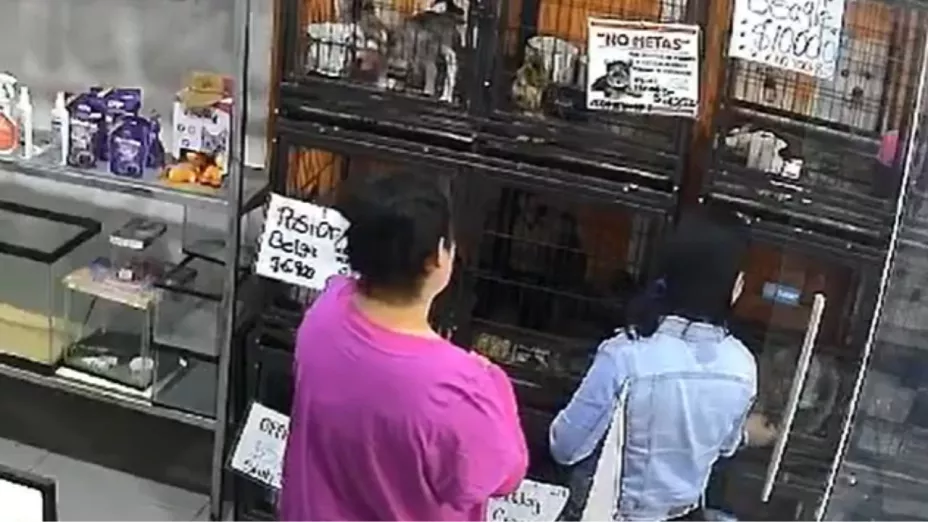 Cámaras de seguridad captan robo de dos perros pomerania