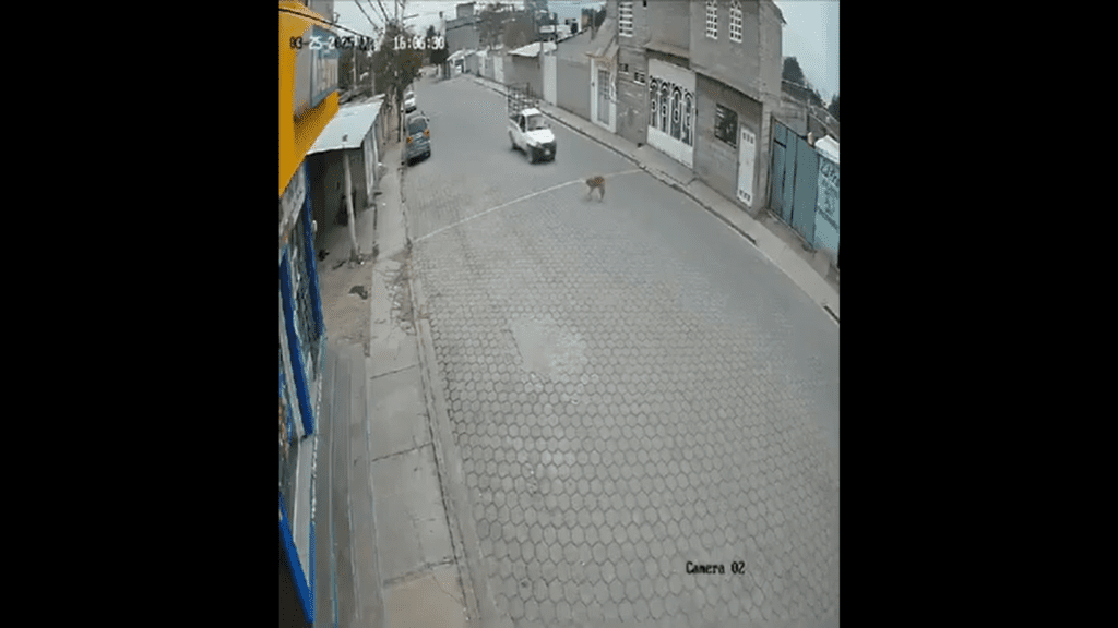 Indignación en Santiago Miahuatlán: conductor atropella a un perro
