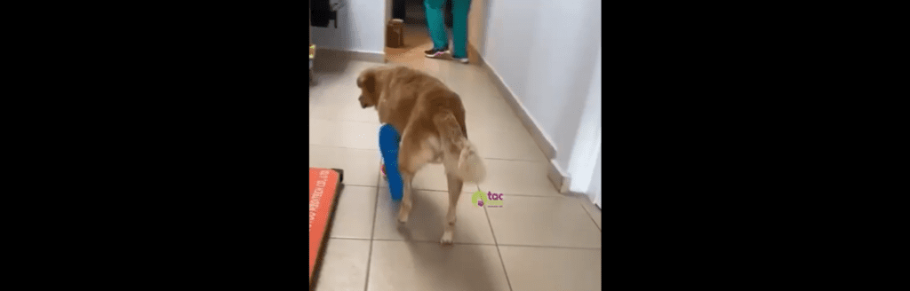 Huesitos, el perrito atacado en Miahuatlán, se recupera