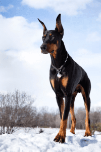 Las mejores razas de perros guardianes: Lealtad y protección