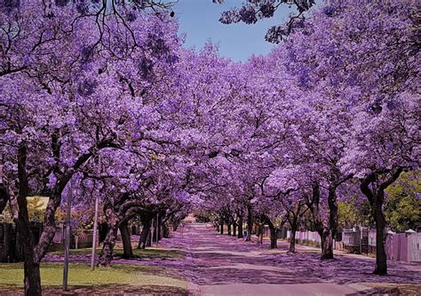 Ricardo Salinas Pliego lanza concurso de fotografía de jacarandas
