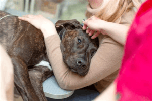 ¿Cómo identificar los síntomas de gripe aviar en mascotas?