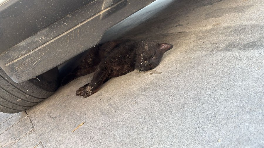 Crueldad en Tianguismanalco: envenenan a más de 10 perros y gatos