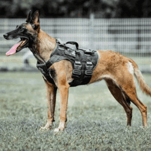 Edil de Texmelucan bajo escrutinio por gasto millonario en alimentación de perros K-9, todos los detalles aquí en PueblaNews.