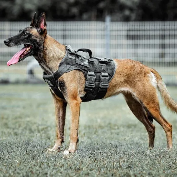 Edil de Texmelucan bajo escrutinio por gasto millonario en alimentación de perros K-9, todos los detalles aquí en PueblaNews.