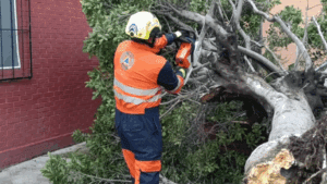 Caída de árbol en San Bartolo provoca movilización