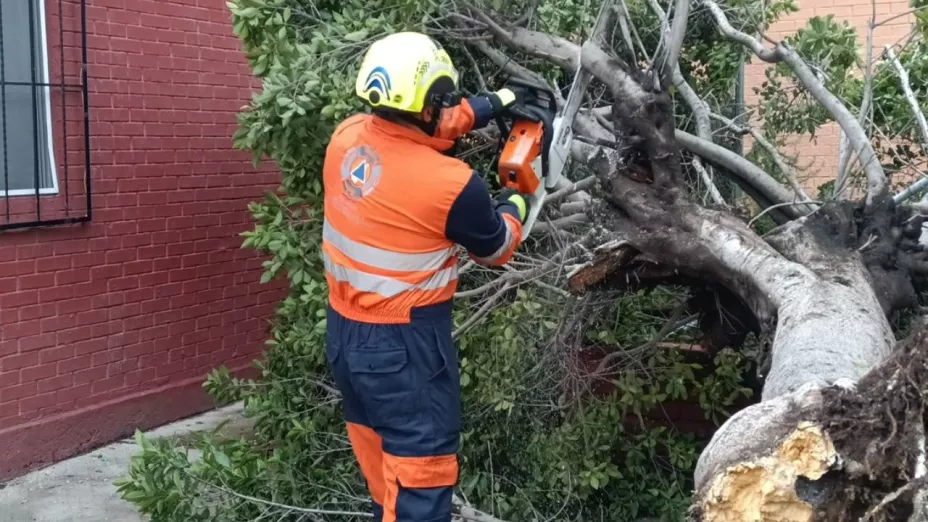 Caída de árbol en San Bartolo provoca movilización