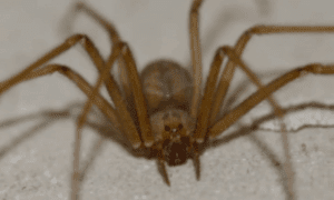 Aumentan casos de picadura por araña violinista en Puebla
