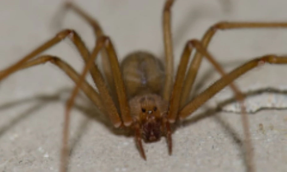 Aumentan casos de picadura por araña violinista en Puebla