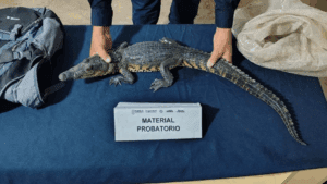 ¡Sorpresa en el Zócalo de Puebla! Hallan cocodrilo