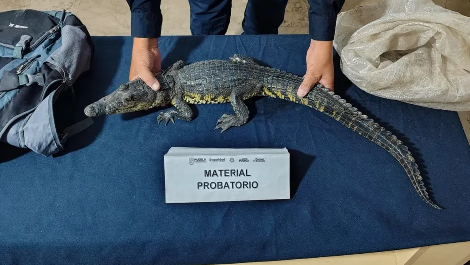 ¡Sorpresa en el Zócalo de Puebla! Hallan cocodrilo