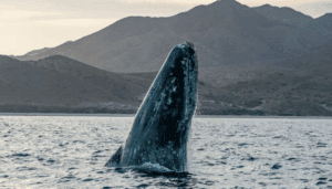 Récord de muertes de ballenas grises en México alerta a científicos
