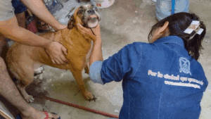 Rescatan a cinco perritos víctimas de maltrato en Coatzacoalcos