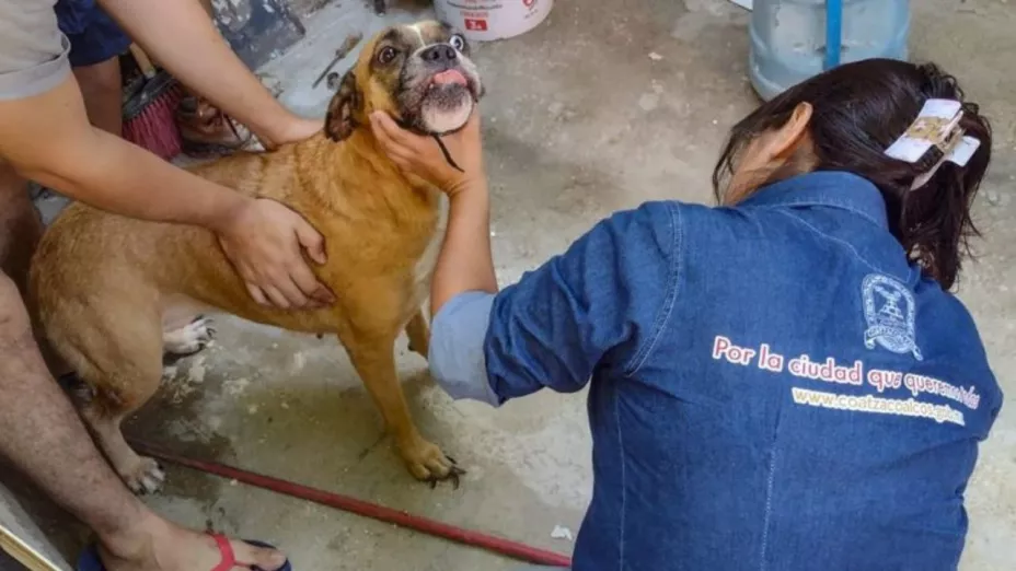 Rescatan a cinco perritos víctimas de maltrato en Coatzacoalcos
