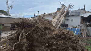 Familia de Cholula se salva tras caída de enorme árbol