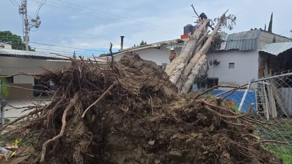Familia de Cholula se salva tras caída de enorme árbol