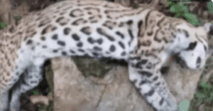 Asesinan a ocelote en peligro de extinción