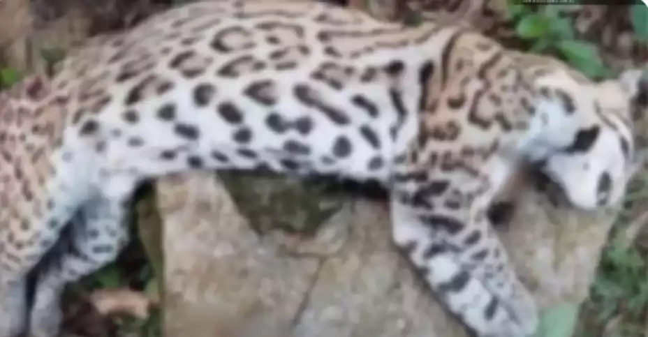 Asesinan a ocelote en peligro de extinción