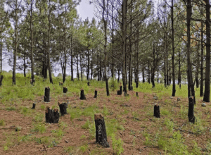 Tala clandestina pone en riesgo al Parque Nacional