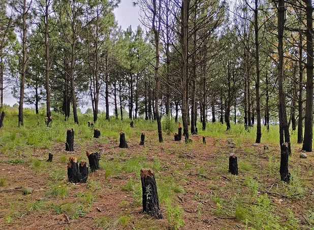 Tala clandestina pone en riesgo al Parque Nacional
