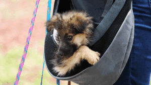 Jornadas de Protección Animal en Puebla