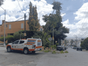 Ramas a punto de caer generan alerta en la colonia La Paz