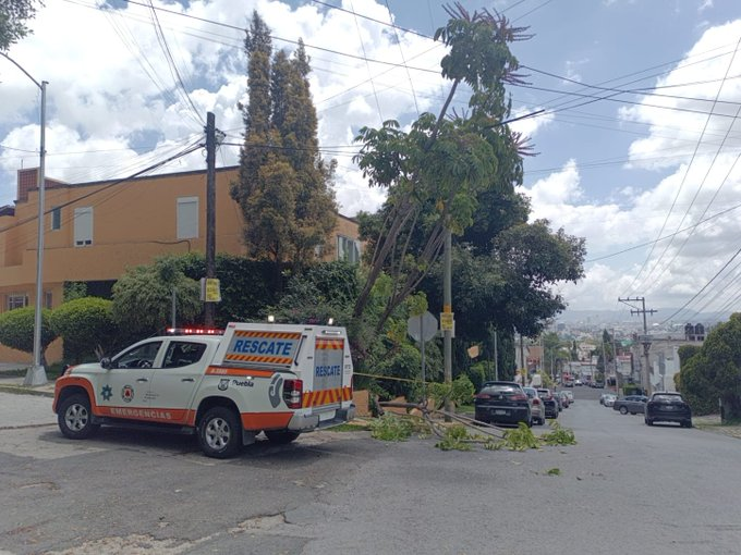 Ramas a punto de caer generan alerta en la colonia La Paz