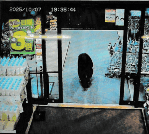 Ataque de oso en supermercado de Japón deja dos heridos