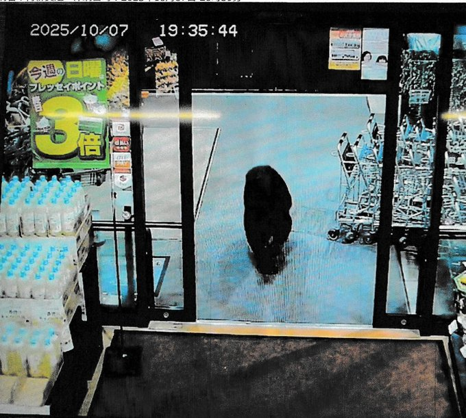 Ataque de oso en supermercado de Japón deja dos heridos