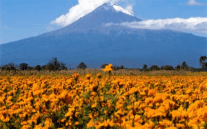 Lluvias en Puebla ponen en riesgo la producción de flor de cempasúchil